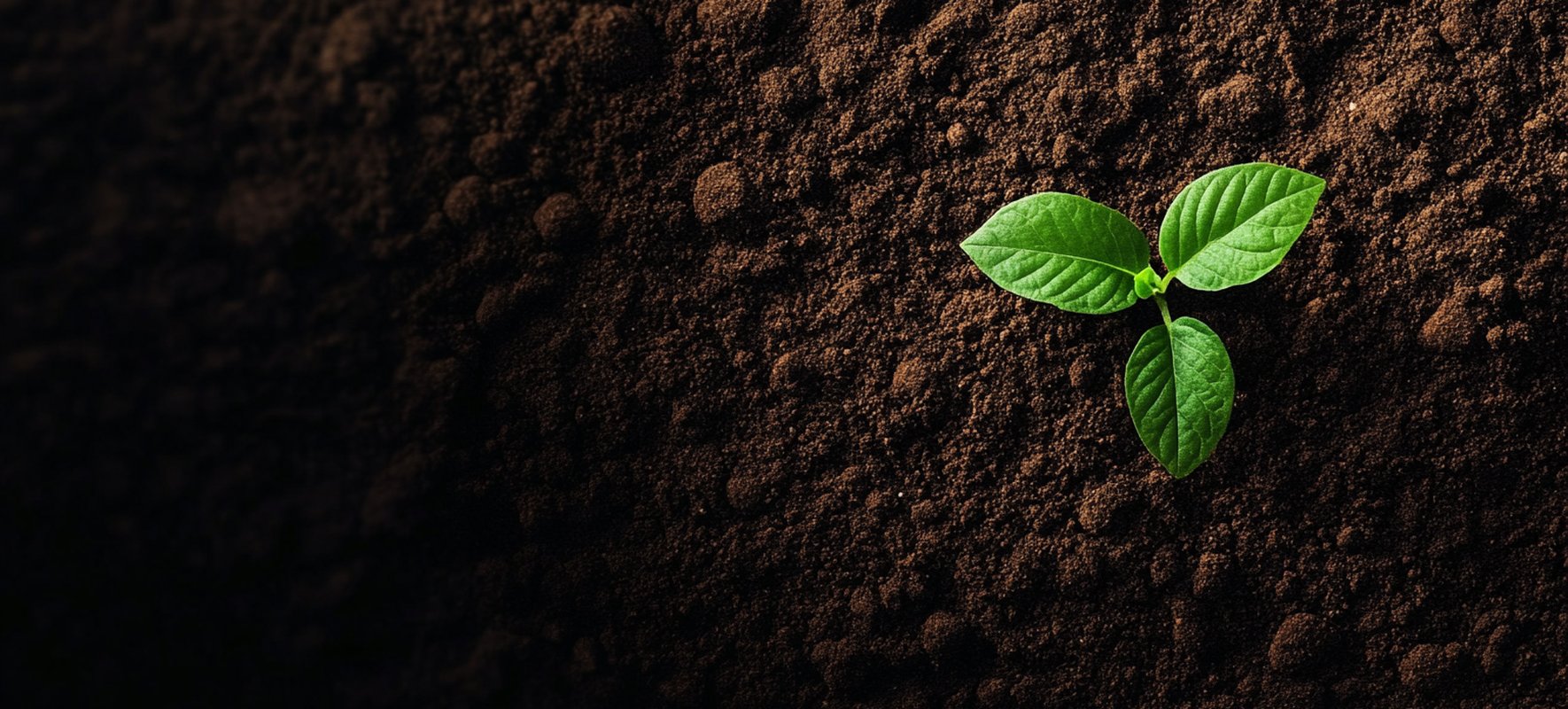 handybag-donde-tirar-la-tierra-de-las-plantas